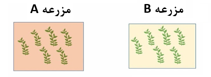 شکل 1. مقایسه مزرعه A و B از نظر ارتفاع گیاه